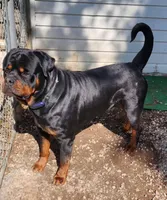 Tilly, a female Rottweiler for sale in High Point, NC – Photo 8 of 8