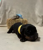 Tilly, a female Rottweiler for sale in High Point, NC – Photo 2 of 8