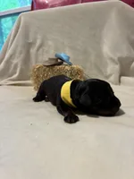 Tilly, a female Rottweiler for sale in High Point, NC – Photo 4 of 8