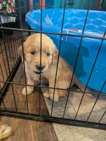 Jane (Female red collar, previously light pink), a female Golden Retriever for sale in San Antonio, TX – 2 of 10