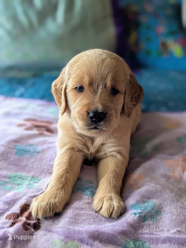 Jane (Female red collar, previously light pink) – Golden Retriever puppy for sale in San Antonio, TX