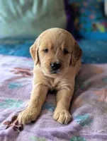Jane (Female red collar, previously light pink), a female Golden Retriever for sale in San Antonio, TX – 1 of 10
