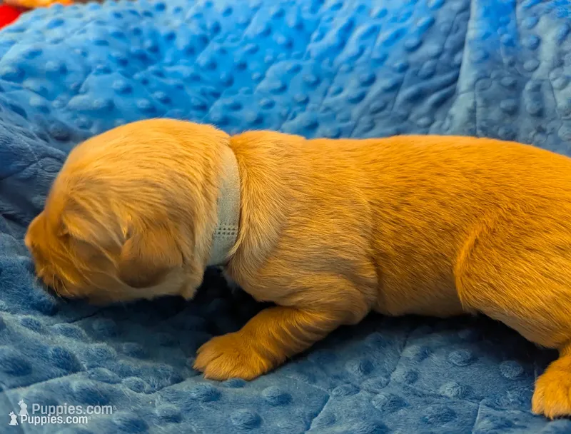 Bubba (Male gray) – Golden Retriever puppy for sale in San Antonio, TX