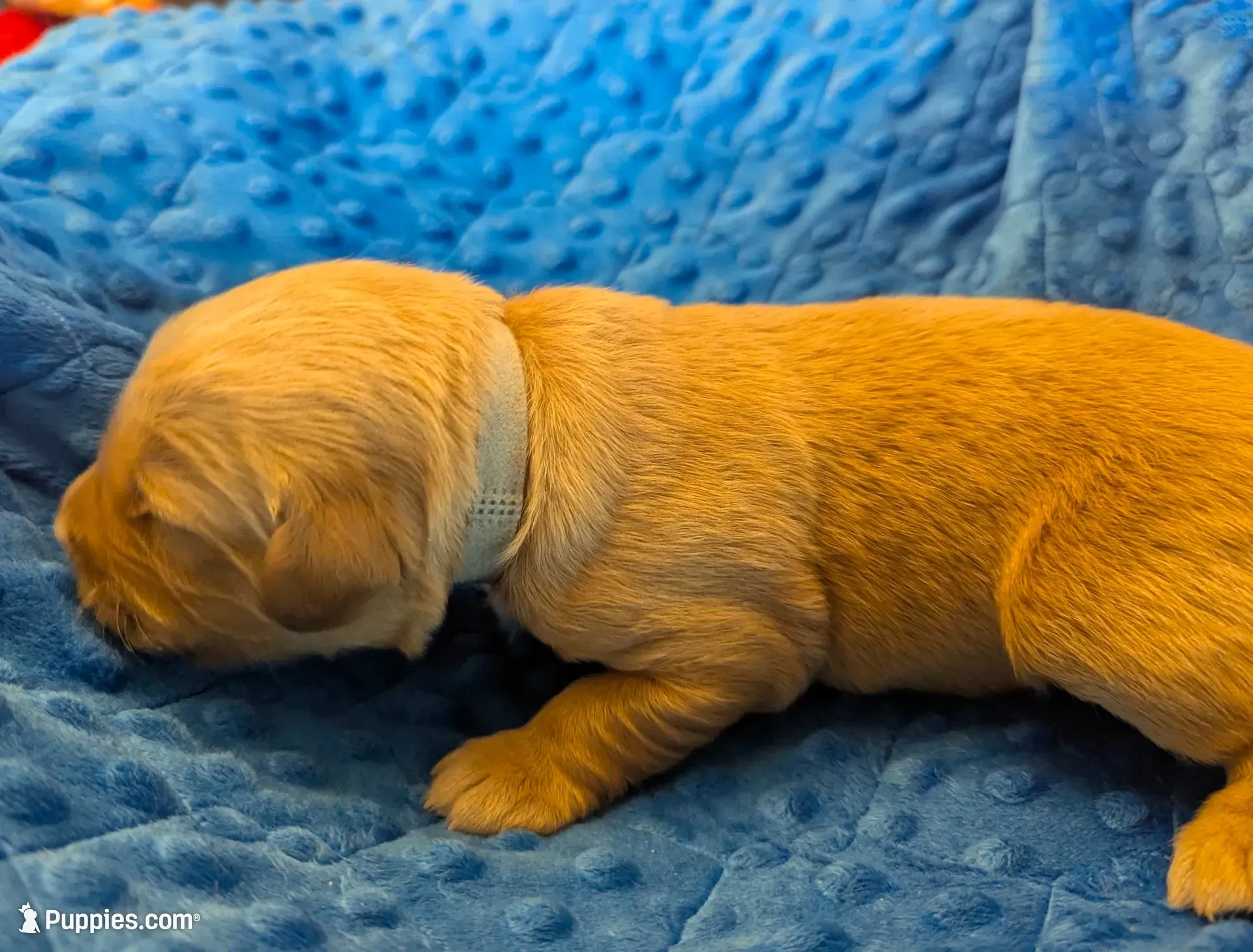 Bubba (Male gray), a male Golden Retriever for sale in San Antonio, TX – 1 of 8