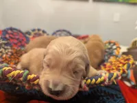 Bubba (Male gray), a male Golden Retriever for sale in San Antonio, TX – 4 of 8
