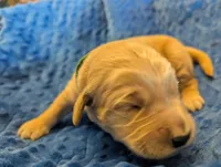 Charlie (Male Green), a male Golden Retriever for sale in San Antonio, TX – 2 of 5