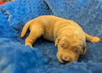 Bubba (Male gray), a male Golden Retriever for sale in San Antonio, TX – 2 of 8