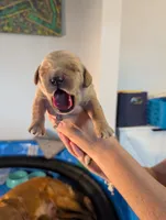 Jane (Female light pink), a female Golden Retriever for sale in San Antonio, TX – 6 of 6