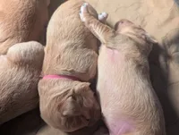 Lucy (Female dark pink) , a female Golden Retriever for sale in San Antonio, TX – 9 of 10