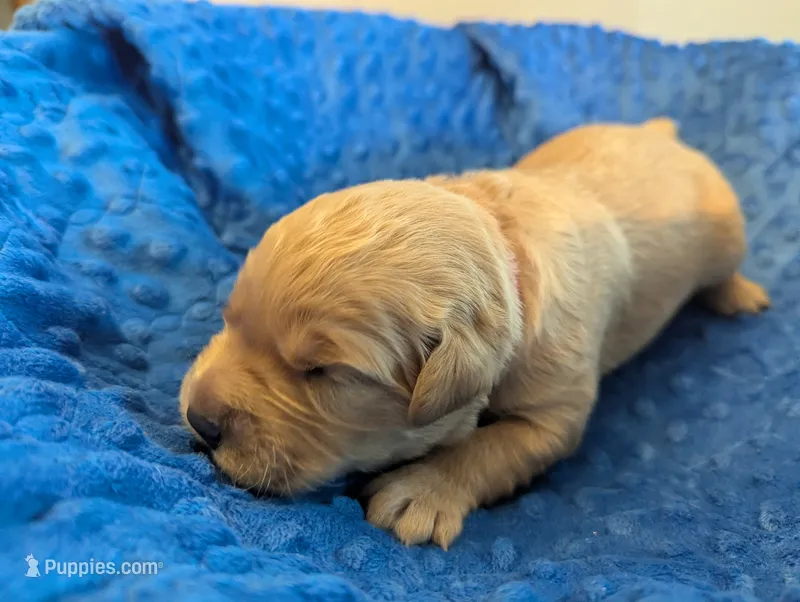 Lucy (Female dark pink)  – Golden Retriever puppy for sale in San Antonio, TX