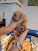 Lucy (Female dark pink) , a female Golden Retriever for sale in San Antonio, TX – 7 of 10