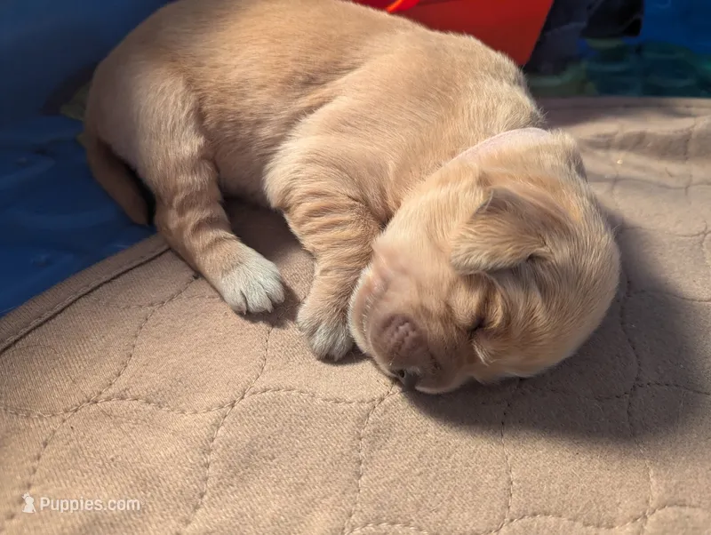 Jane (Female light pink) – Golden Retriever puppy for sale in San Antonio, TX