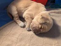 Jane (Female light pink), a female Golden Retriever for sale in San Antonio, TX – 1 of 6