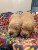 Jane (Female light pink), a female Golden Retriever for sale in San Antonio, TX – 3 of 6