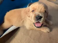 Jane (Female red collar, previously light pink), a female Golden Retriever for sale in San Antonio, TX – 3 of 10