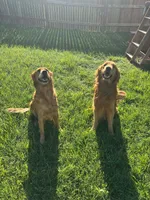 Bubba (Male gray), a male Golden Retriever for sale in San Antonio, TX – 8 of 8
