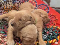 Charlie (Male Green), a male Golden Retriever for sale in San Antonio, TX – 5 of 5