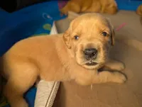 Jane (Female red collar, previously light pink), a female Golden Retriever for sale in San Antonio, TX – 5 of 10