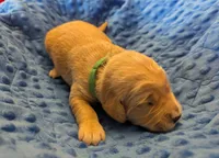 Charlie (Male Green), a male Golden Retriever for sale in San Antonio, TX – 1 of 5