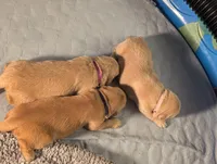 Jane (Female light pink), a female Golden Retriever for sale in San Antonio, TX – 4 of 6