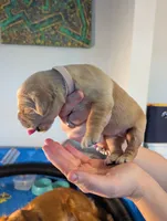 Jane (Female light pink), a female Golden Retriever for sale in San Antonio, TX – 5 of 6