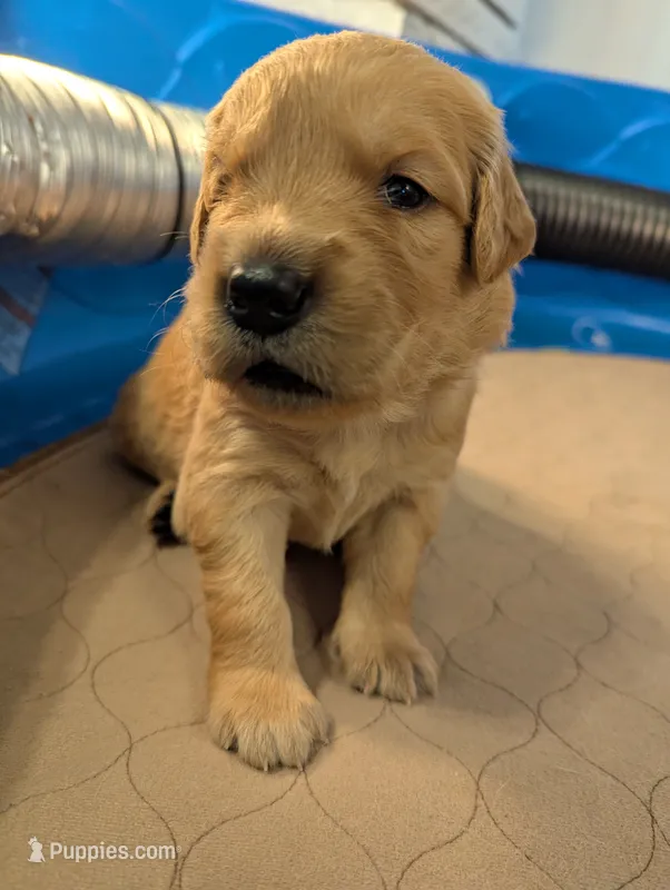 Lucy (Female dark pink)  – Golden Retriever puppy for sale in San Antonio, TX