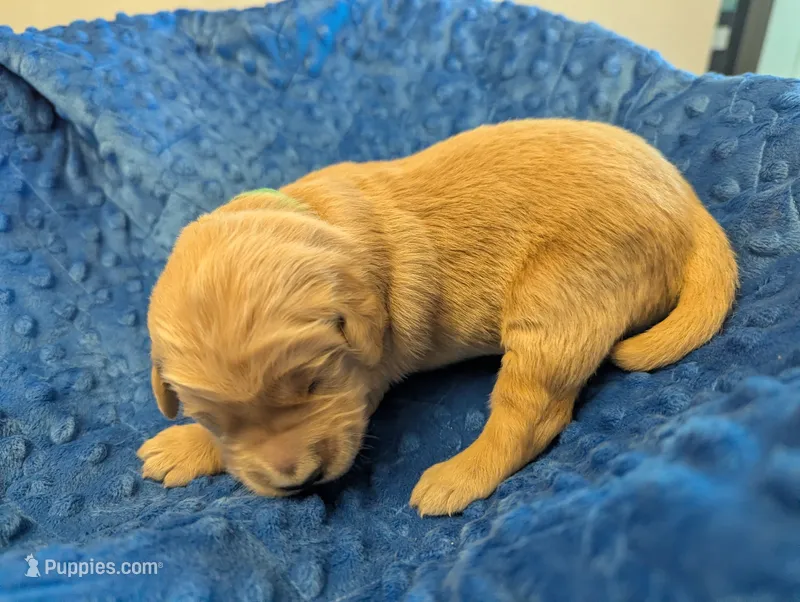 Bob (Male light green) – Golden Retriever puppy for sale in San Antonio, TX