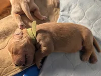 Bob (Male light green), a male Golden Retriever for sale in San Antonio, TX – 6 of 7