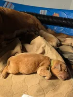Bob (Male light green), a male Golden Retriever for sale in San Antonio, TX – 3 of 7