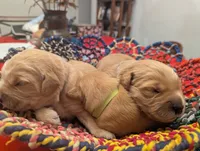 Bob (Male light green), a male Golden Retriever for sale in San Antonio, TX – 5 of 7
