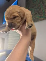Lucy (Female dark pink) , a female Golden Retriever for sale in San Antonio, TX – 4 of 10
