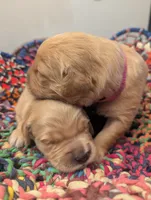 Jane (Female light pink), a female Golden Retriever for sale in San Antonio, TX – 2 of 6