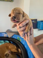 Lucy (Female dark pink) , a female Golden Retriever for sale in San Antonio, TX – 10 of 10