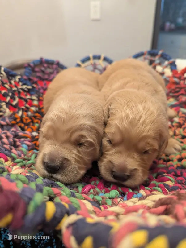 Lucy (Female dark pink)  – Golden Retriever puppy for sale in San Antonio, TX