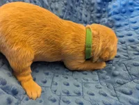 Bob (Male light green), a male Golden Retriever for sale in San Antonio, TX – 2 of 7