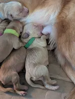 Charlie (Male Green), a male Golden Retriever for sale in San Antonio, TX – 4 of 5