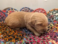Bubba (Male gray), a male Golden Retriever for sale in San Antonio, TX – 3 of 8
