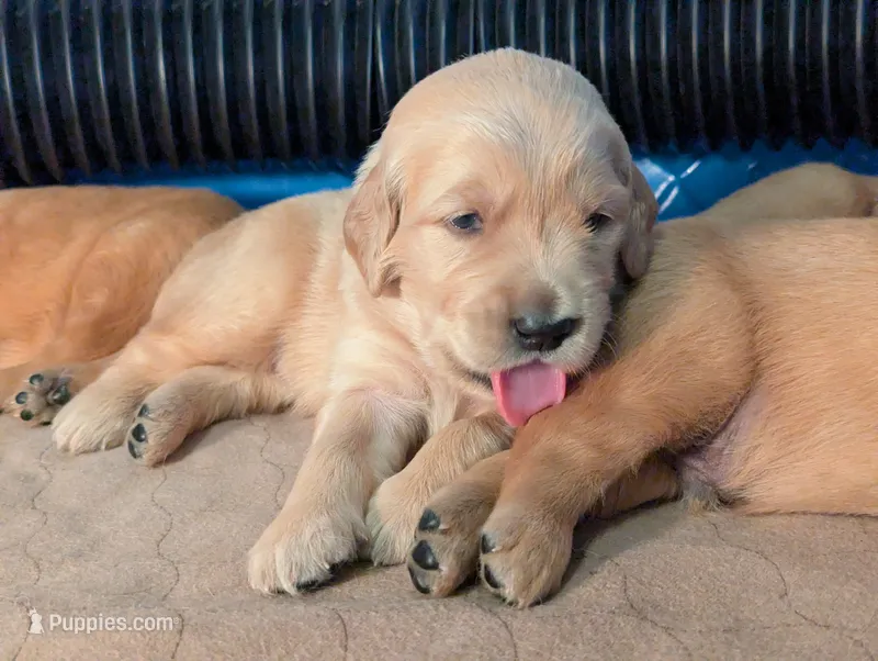 Charlie (Male Green) – Golden Retriever puppy for sale in San Antonio, TX