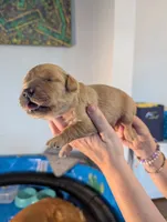 Lucy (Female dark pink) , a female Golden Retriever for sale in San Antonio, TX – 6 of 10