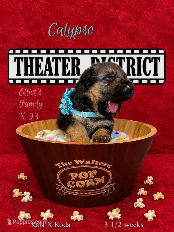 Calypso – German Shepherd Dog puppy for sale in Webberville, MI