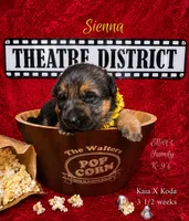Sienna, a female German Shepherd Dog for sale in Webberville, MI – 2 of 10