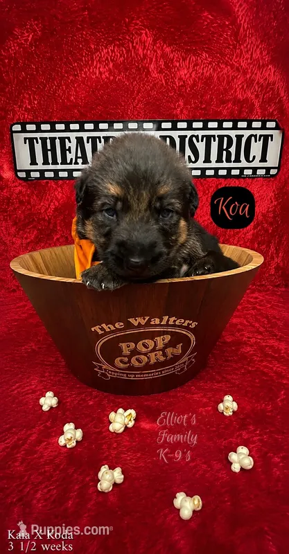 Koa – German Shepherd Dog puppy for sale in Webberville, MI