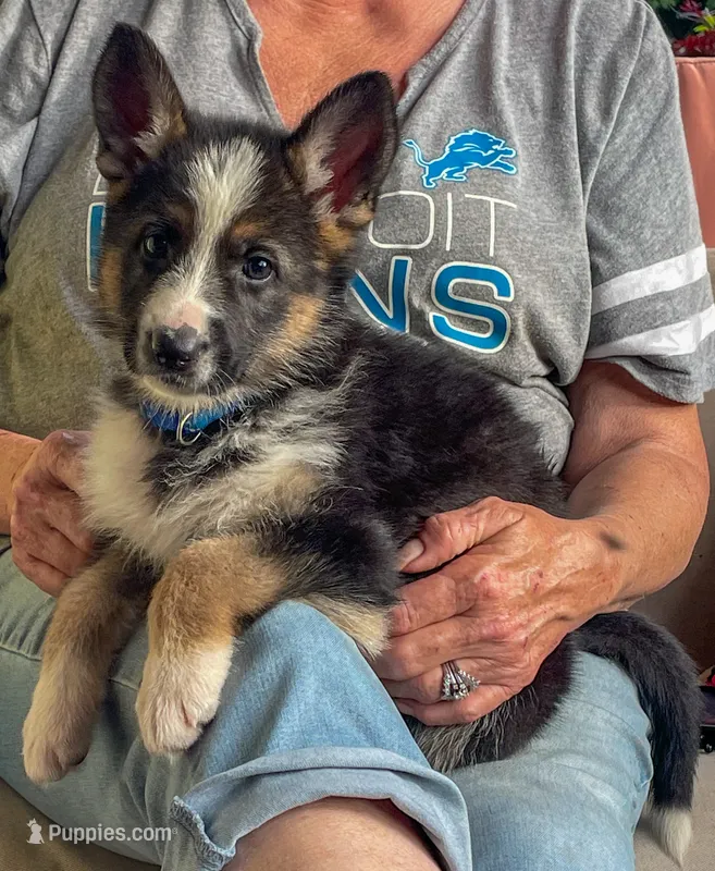 Indie – German Shepherd Dog puppy for sale in Webberville, MI