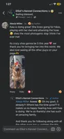 Blitz, a male German Shepherd Dog for sale in Webberville, MI – 9 of 9