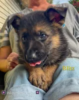 Blitz, a male German Shepherd Dog for sale in Webberville, MI – 1 of 9