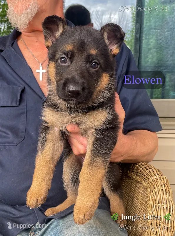 Elowen – German Shepherd Dog puppy for sale in Webberville, MI