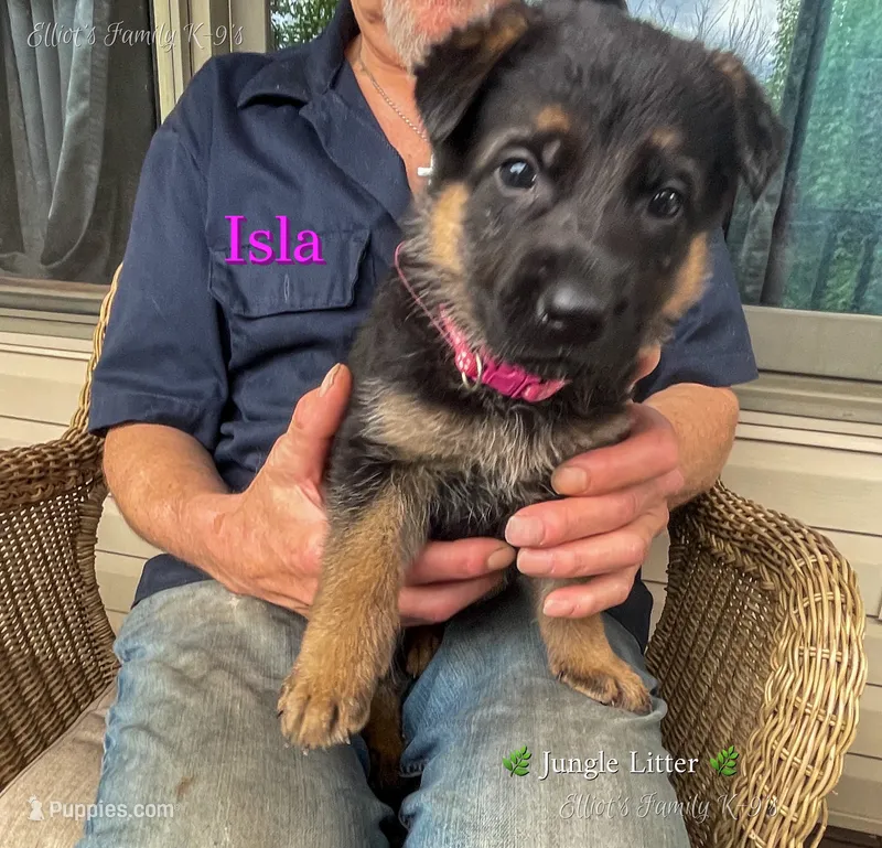 Isla – German Shepherd Dog puppy for sale in Webberville, MI