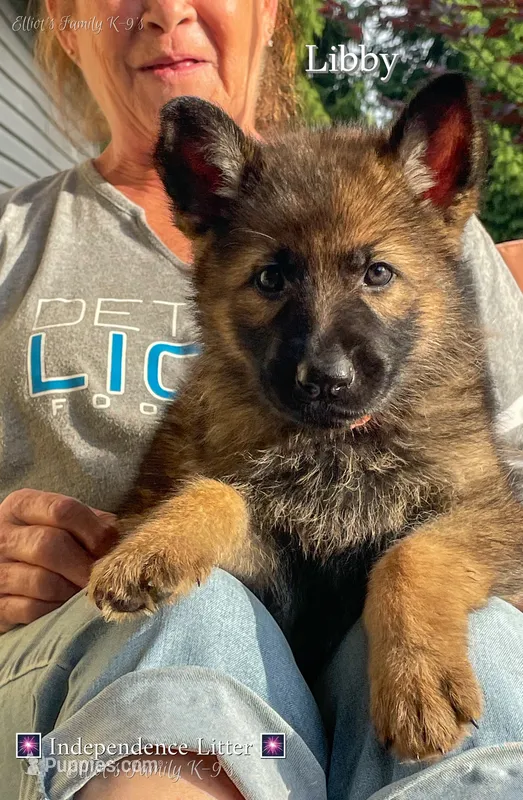 Libby – German Shepherd Dog puppy for sale in Webberville, MI
