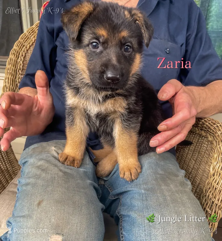 Zaria – German Shepherd Dog puppy for sale in Webberville, MI