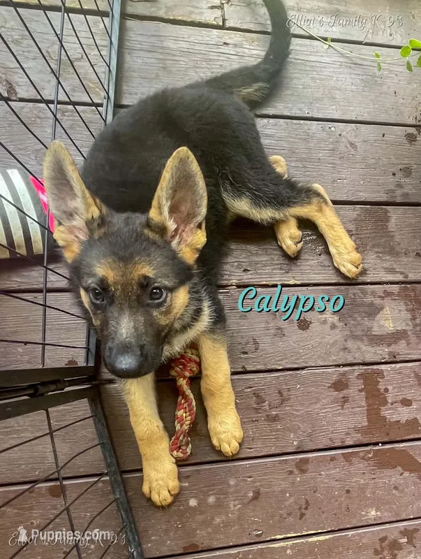 Calypso – German Shepherd Dog puppy for sale in Webberville, MI